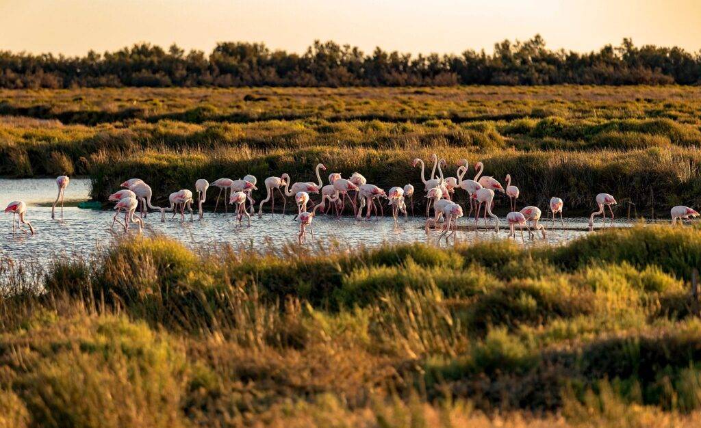 Wine Tour en Camargue