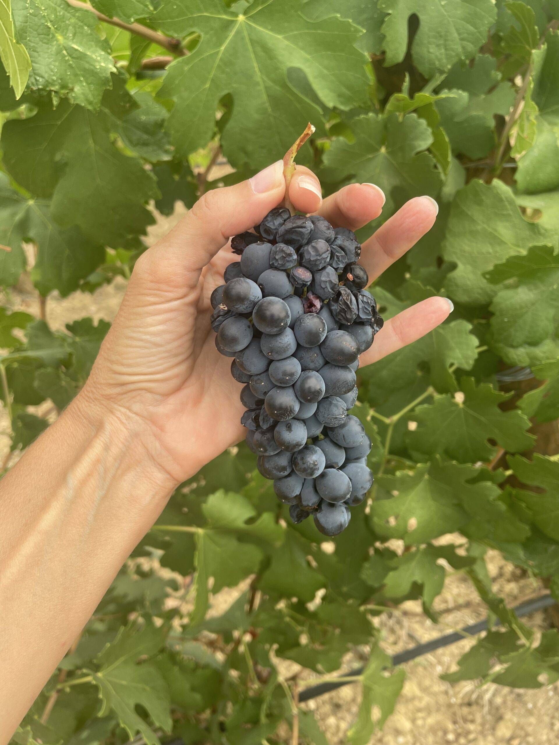vendanges dans le languedoc